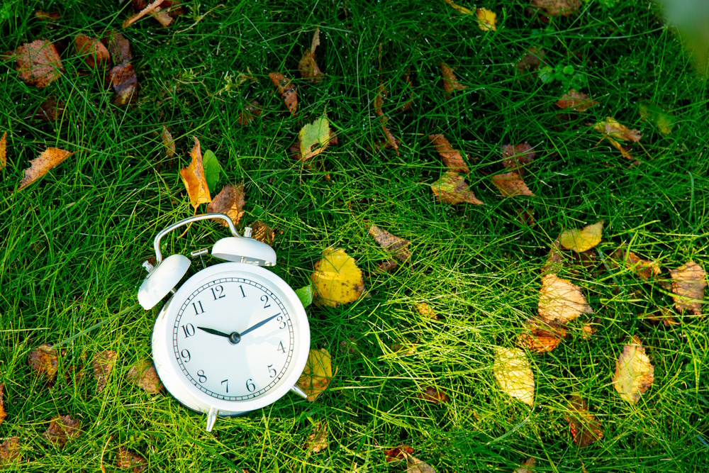 White alarm clock with autumn leaves on green grass